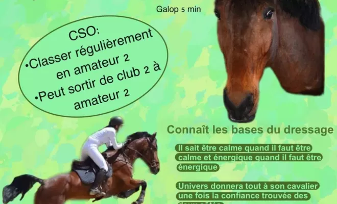 Les Ecuries d'Angelin vous proposent des demi-pension ou pension complète avec cheval de sport à Saint-Étienne., Le Chambon Fougerolles, Les Ecuries d'Angelin