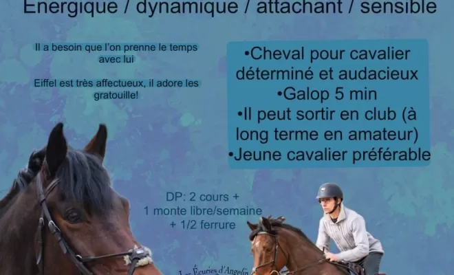 Les Ecuries d'Angelin vous proposent des demi-pension ou pension complète avec cheval de sport à Saint-Étienne., Le Chambon Fougerolles, Les Ecuries d'Angelin