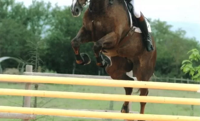 Les Ecuries d'Angelin et la Team Lacheroy vous propose aussi le travail et la valorisation de vos chevaux de sport à Saint-Étienne., Le Chambon Fougerolles, Les Ecuries d'Angelin