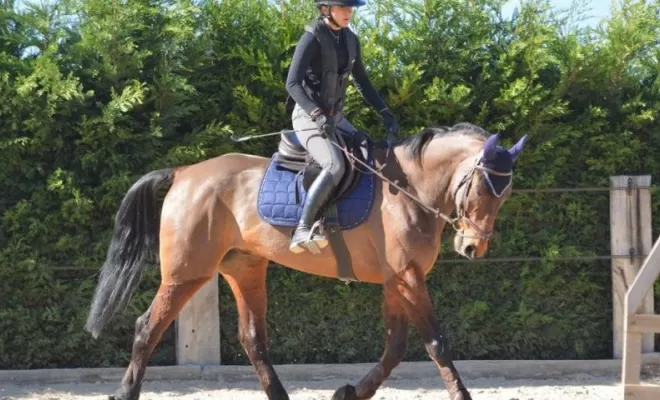 Pension complète ou demi-pension avec un vrai cheval de Sport à Saint Etienne, Le Chambon-Feugerolles, Les Ecuries d'Angelin