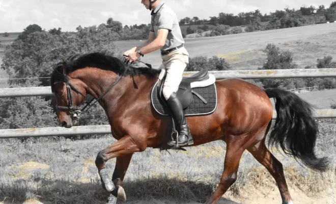 Entraînement régulier du cheval, Le Chambon Fougerolles, Les Ecuries d'Angelin